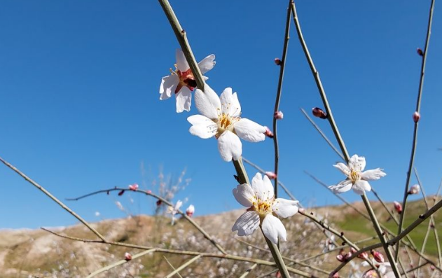 زیبایی شکوفههای بهاری در تپهماهور لنده