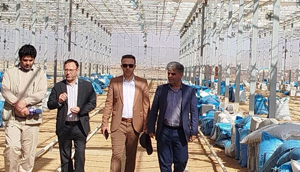 پیشرفت ۹۰ درصدی نخستین گلخانه بلوبری لرستان