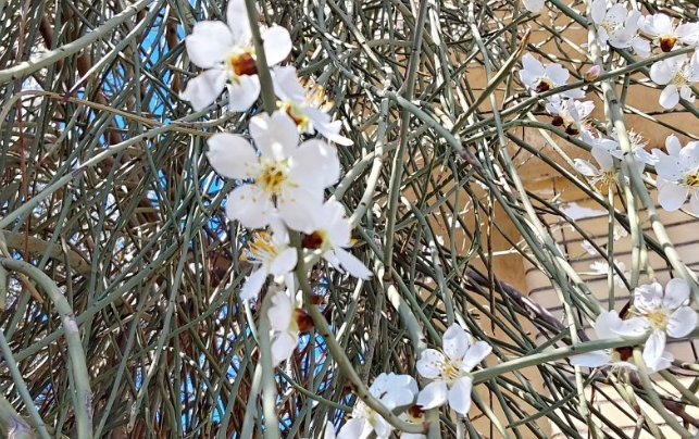 زیبایی شکوفههای بهاری در تپهماهور لنده