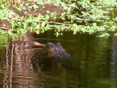 گربه وحشی در دهان تمساح گرسنه