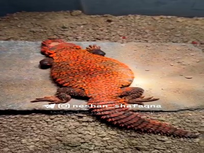 اژدهای کوچک با سلاح جنگی