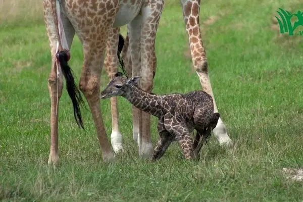 نخستین گامهای لرزان یک بچه زرافه