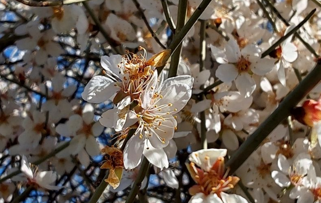 زیبایی شکوفههای بهاری در تپهماهور لنده