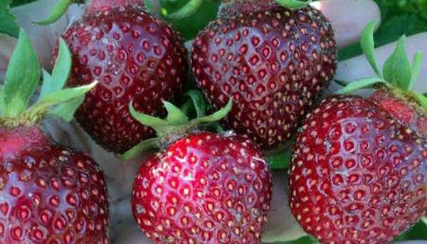 چرا توتفرنگیها دیگر مثل قبل شیرین نیستند؟