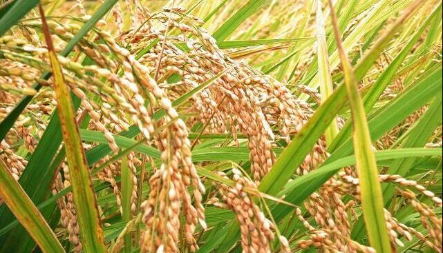 راههایی برای کاهش آلودگی برنج به آرسنیک