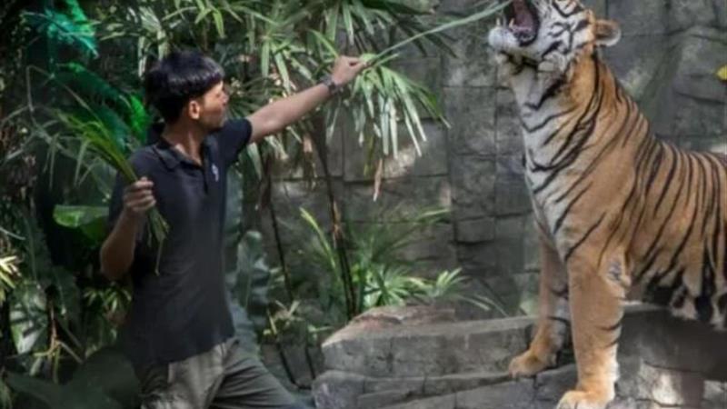 مرگ دهها ببر در تایلند بر اثر ویروسی کشنده؛ منشا بیماری هنوز مشخص نیست