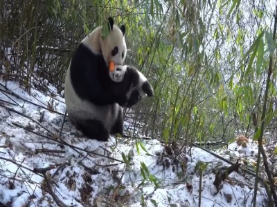 ویدئوی دیدنی از مهر مادری پاندا به توله اش