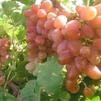 خراسان شمالی با ۱۳ هزار هکتار تاکستان رتبه دهم تولید انگور کشور را حفظ کرد