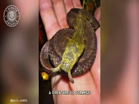 مارآبی شاخکدار؛ یکی از عجیبترین خزندگان جهان