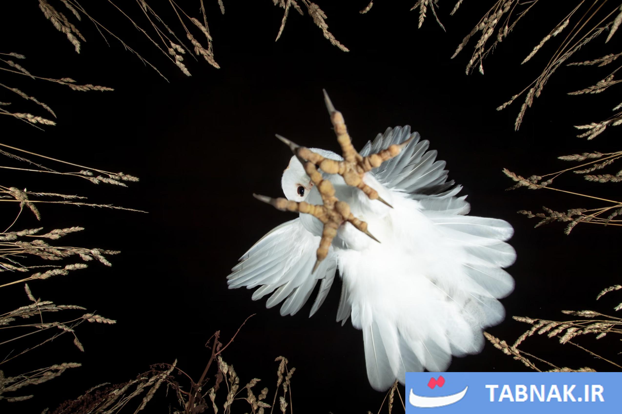 عکس/لحظات حیرتانگیز حیاتوحش