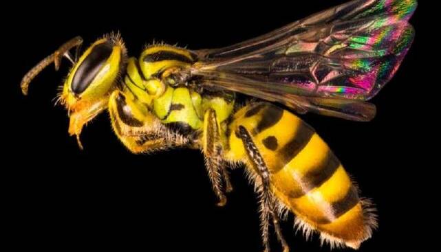 چند گونه زنبور در جهان وجود دارد؟