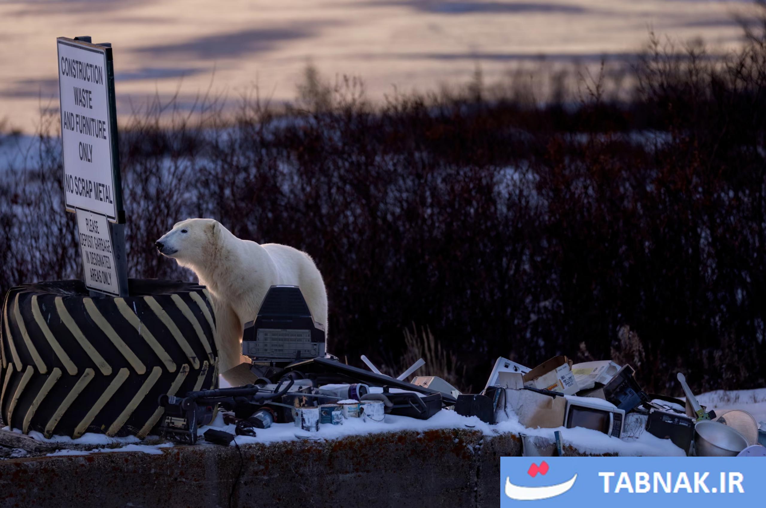 عکس/لحظات حیرتانگیز حیاتوحش