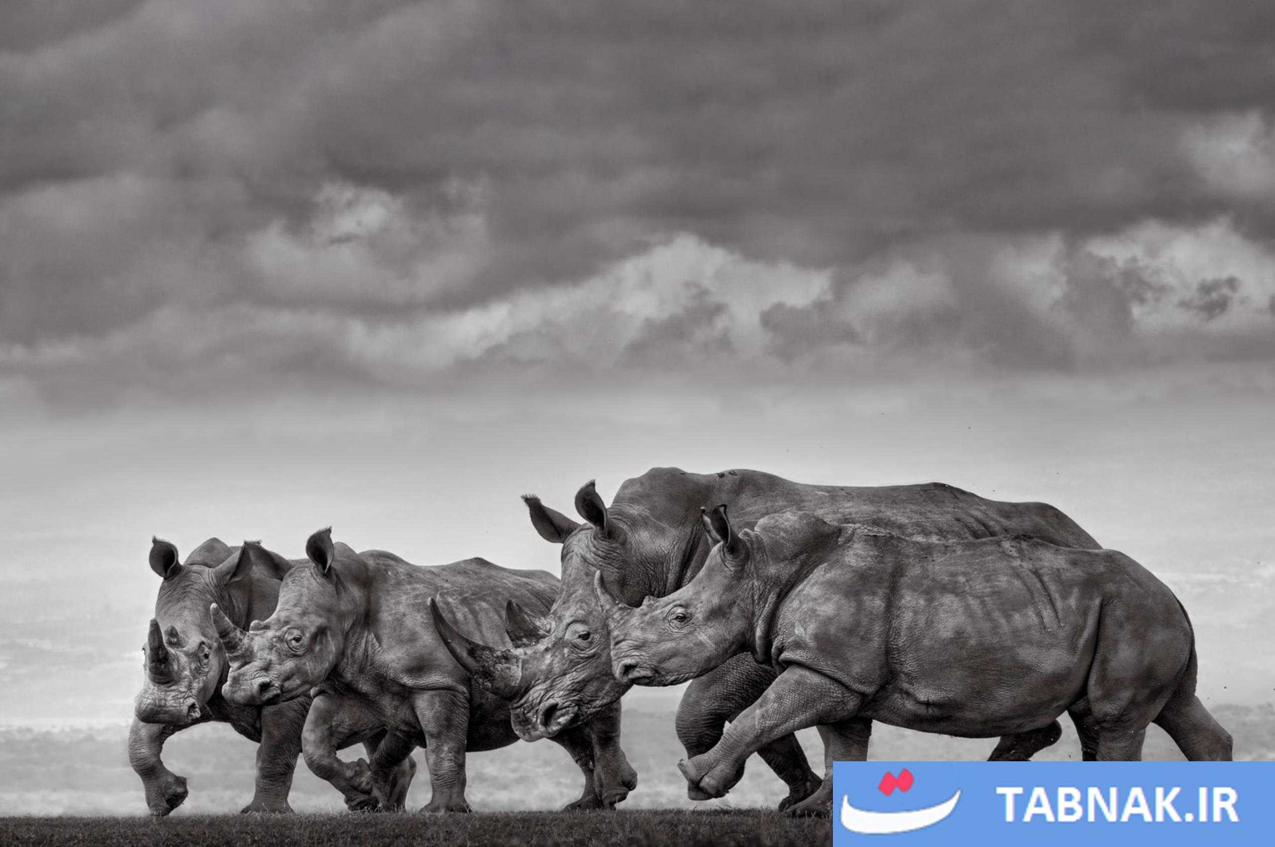 عکس/لحظات حیرتانگیز حیاتوحش