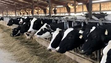 تکمیل بانک اطلاعات دام مازندران با ثبت ۶۶۰ هزار رأس