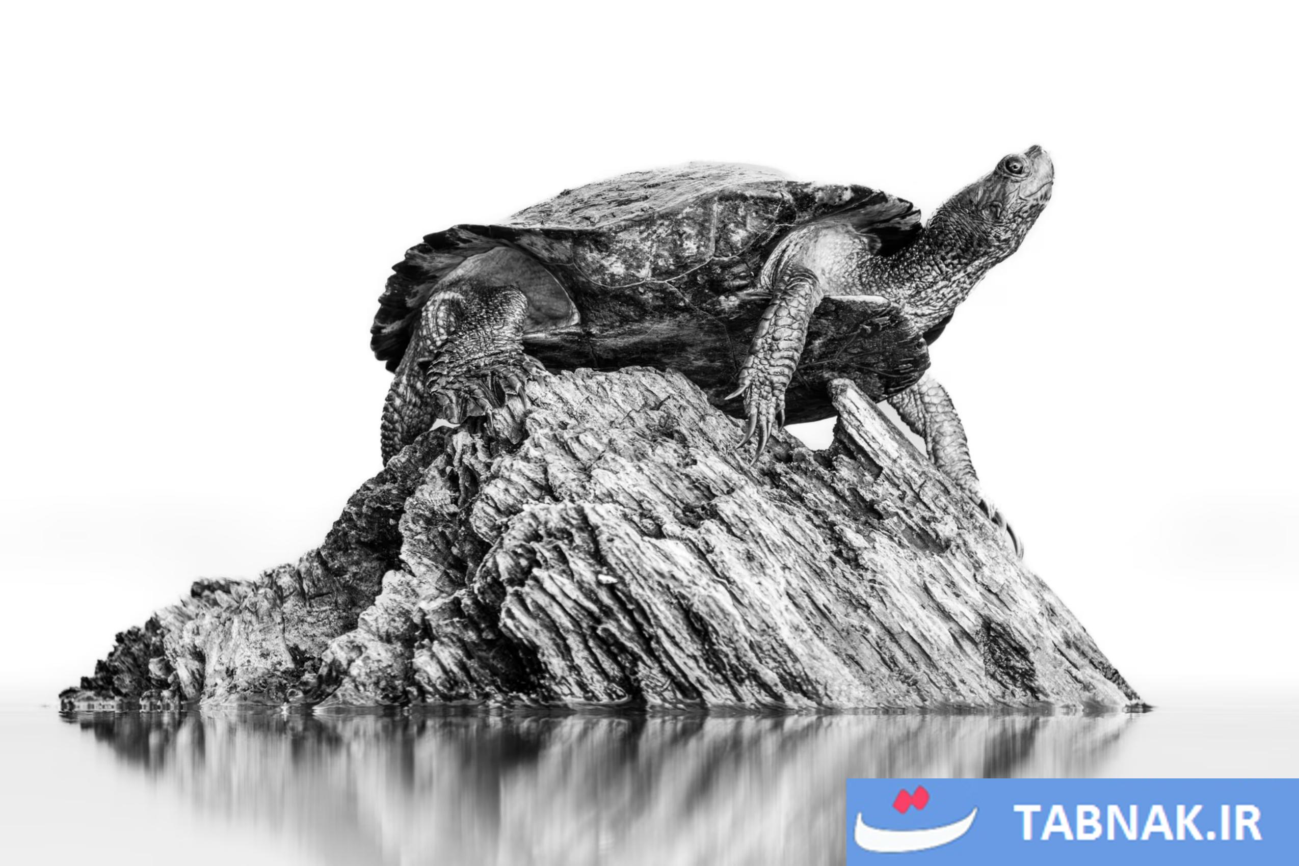 عکس/لحظات حیرتانگیز حیاتوحش