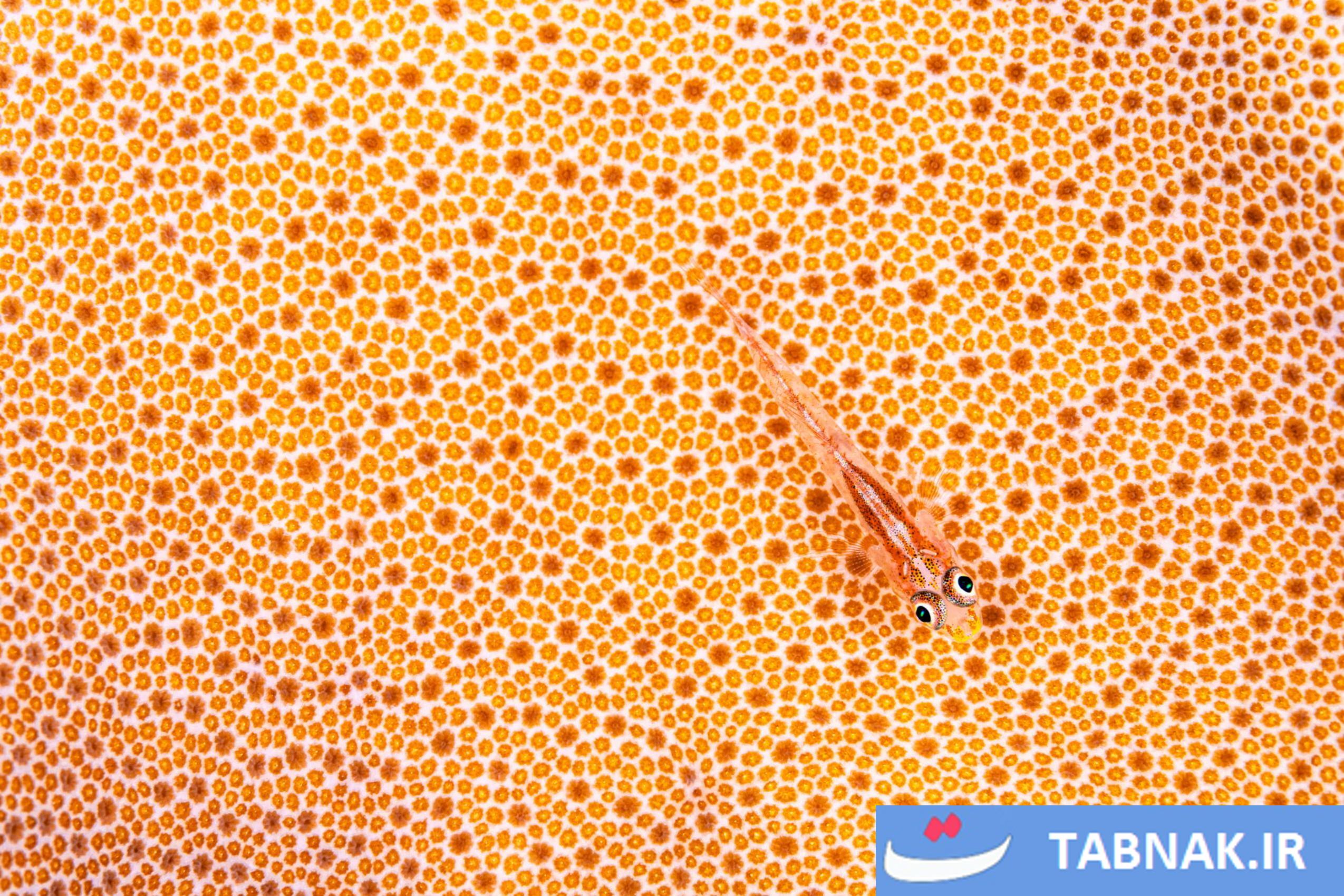 عکس/لحظات حیرتانگیز حیاتوحش