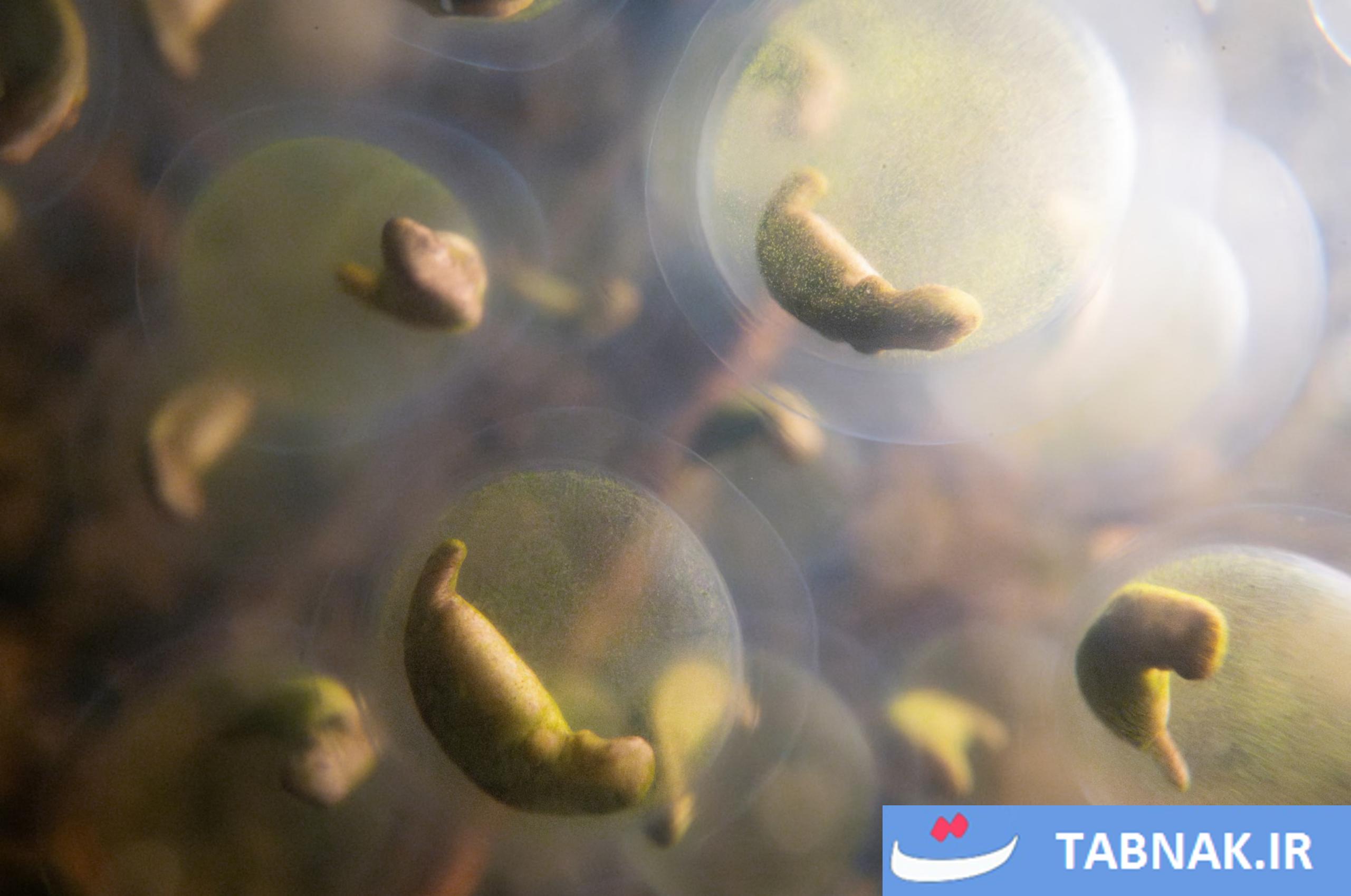 عکس/لحظات حیرتانگیز حیاتوحش