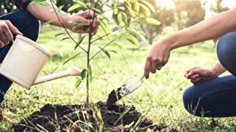 فردا ؛ آغاز توزیع نهال رایگان در سمنان
