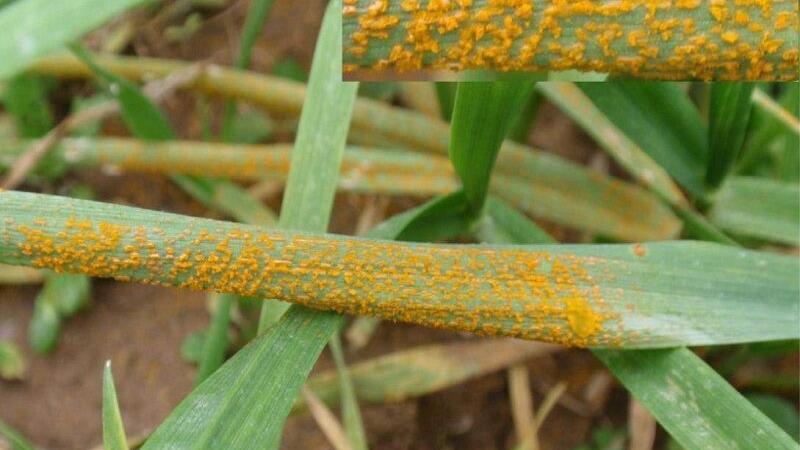 زنگ زرد در گندمزارهای شمال اردبیل به صدا درآمد