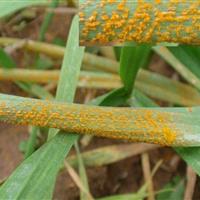 زنگ زرد در گندمزارهای شمال اردبیل به صدا درآمد