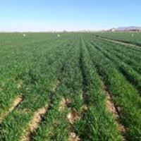 اجرای طرح آبیاری نوین در اراضی کشاورزی بیارجمند