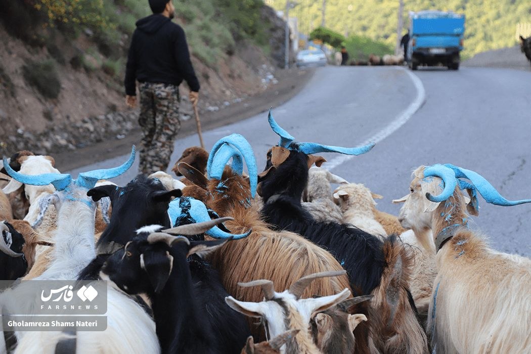 عکس/ کوچ بهارۀ دامداران مازندرانی به مراتع ییلاقی