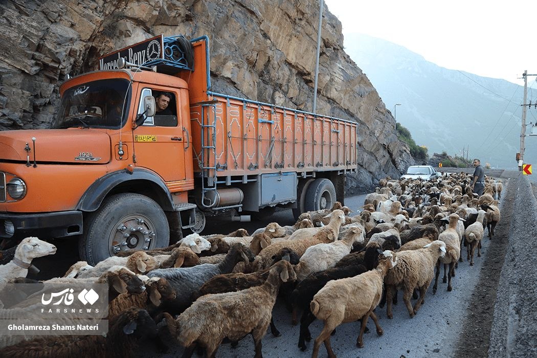 عکس/ کوچ بهارۀ دامداران مازندرانی به مراتع ییلاقی
