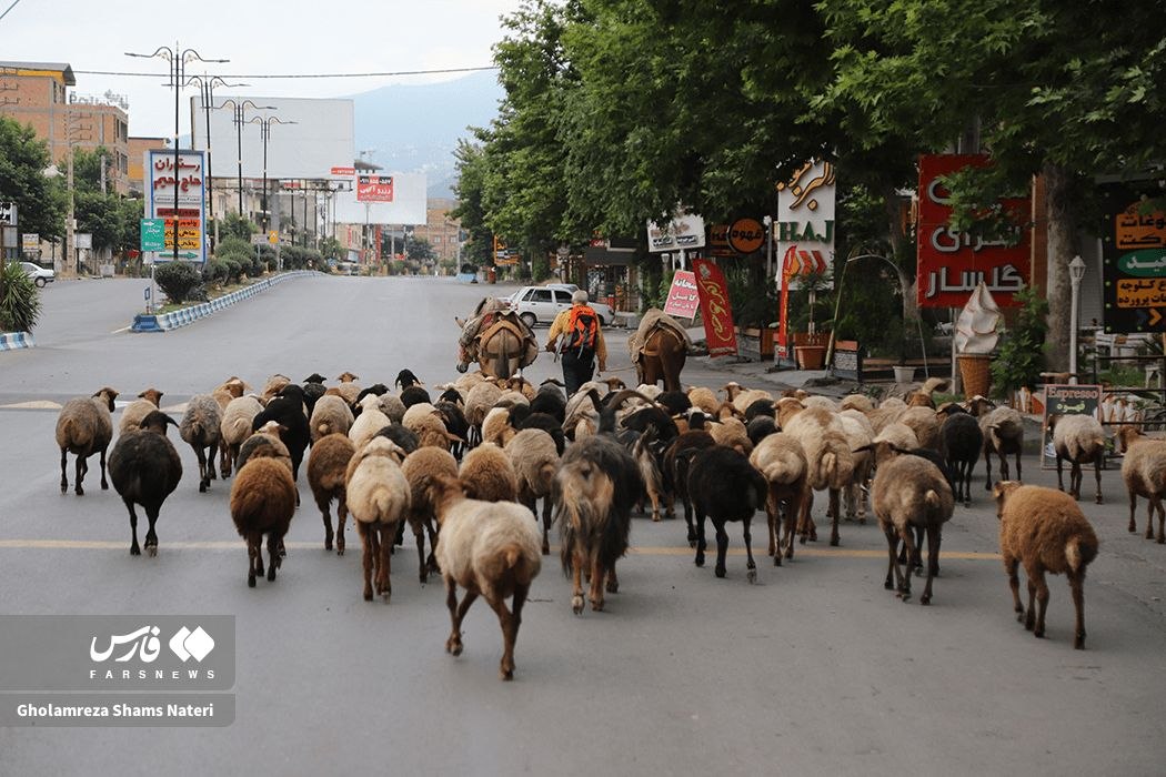 عکس/ کوچ بهارۀ دامداران مازندرانی به مراتع ییلاقی