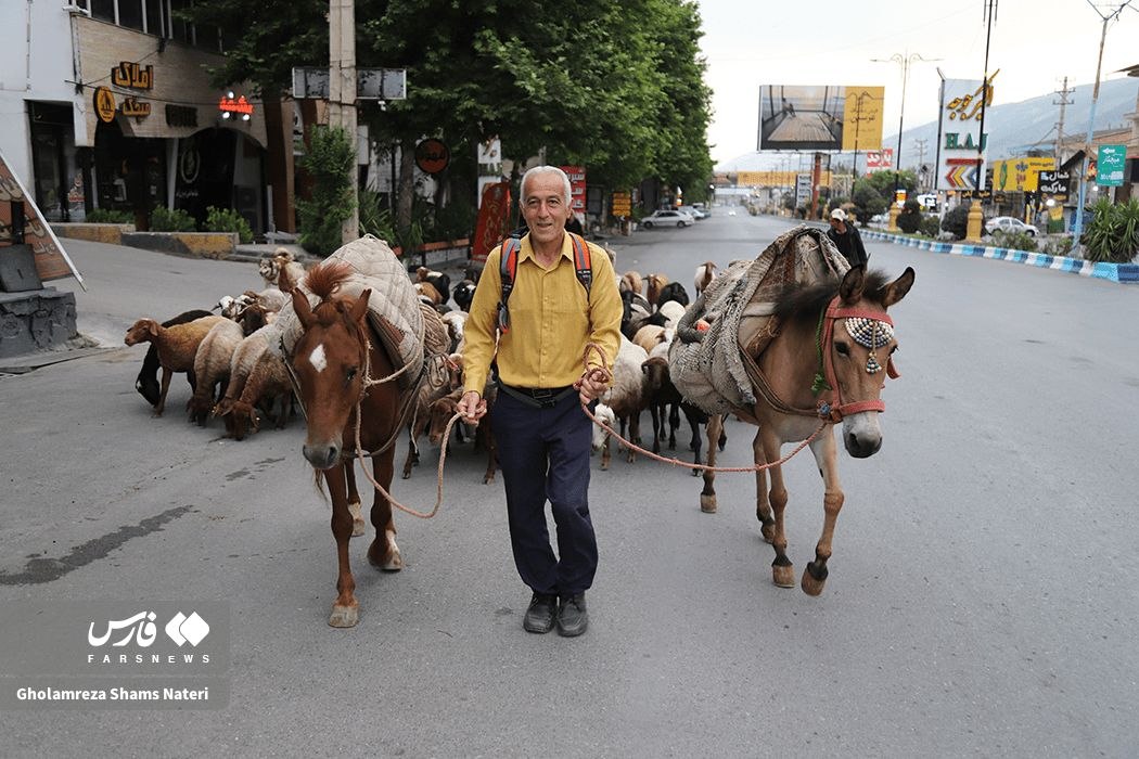 عکس/ کوچ بهارۀ دامداران مازندرانی به مراتع ییلاقی