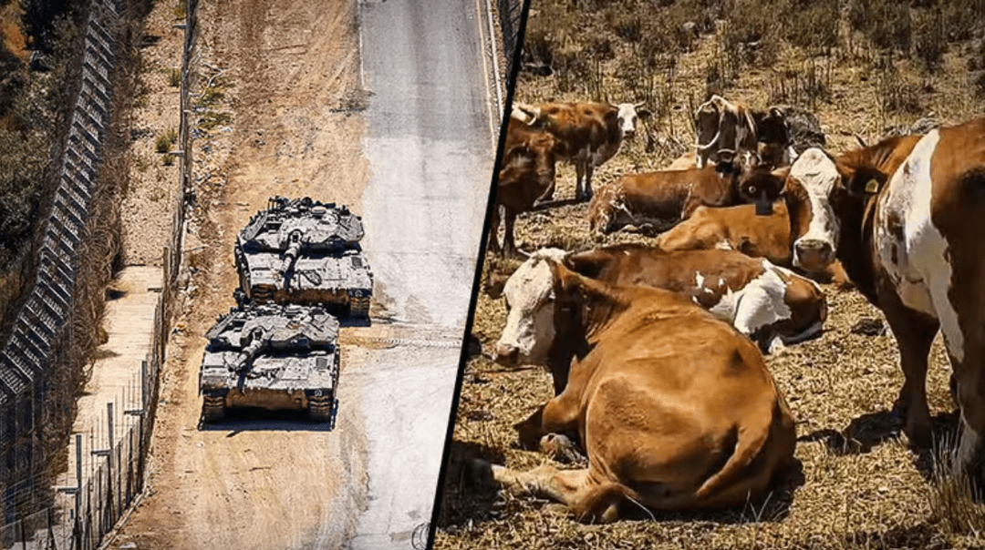 اسرائیل برای تثبیت اشغالگری دست به دامان صدها گاو شد!