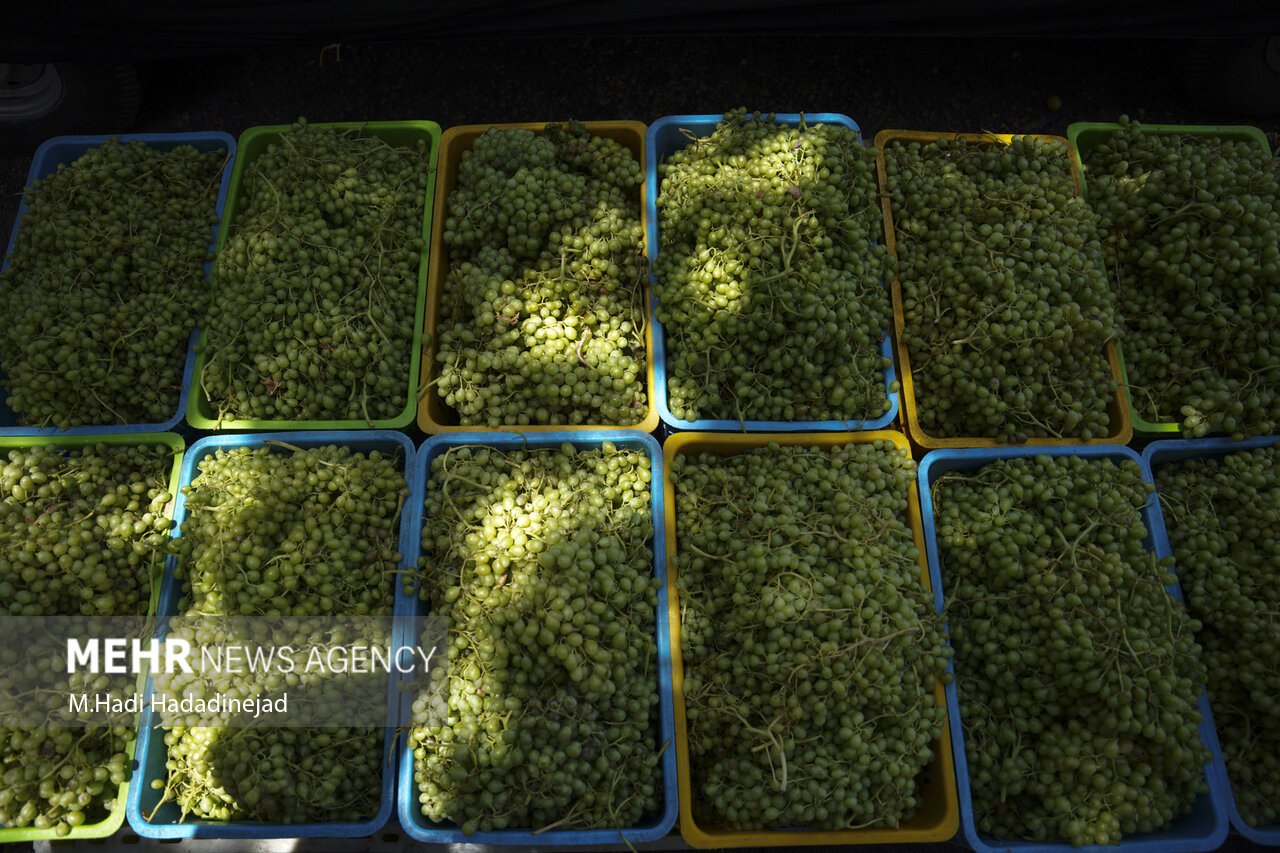 آبغورهگیری سنتی در شیراز