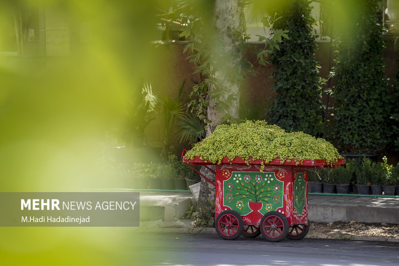 آبغورهگیری سنتی در شیراز