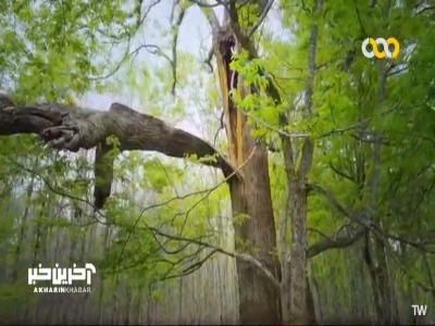 این خرس سیاه بیش از سه ماه است که چیزی نخورده!