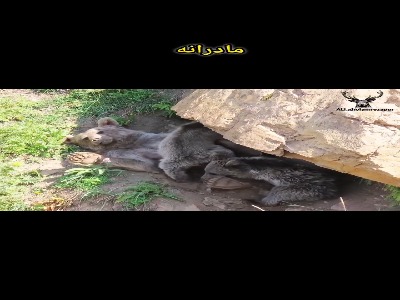 مادرانه خرس قهوهای با تولههایش در حیات وحش نوشهر