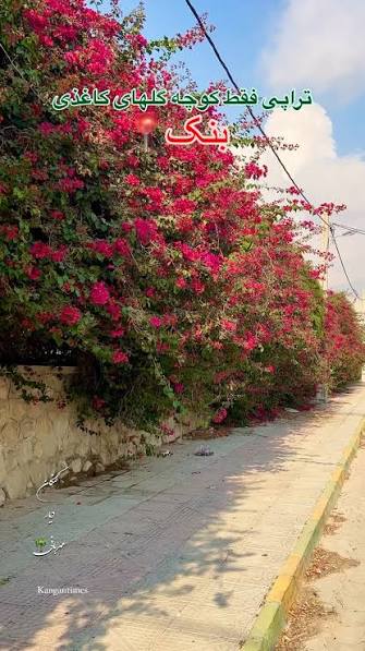 زیبایی کوچه گلهای کاغذی بنک، کنگان