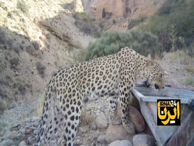 پریزاد در کوه سفید؛ آیا پلنگهای دماوند به زادآوری نزدیک شدهاند؟