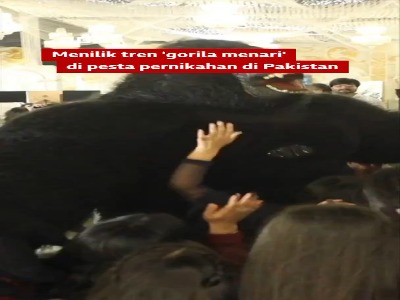 پدیده عجیب گوریلهای رقصنده در جشن عروسی