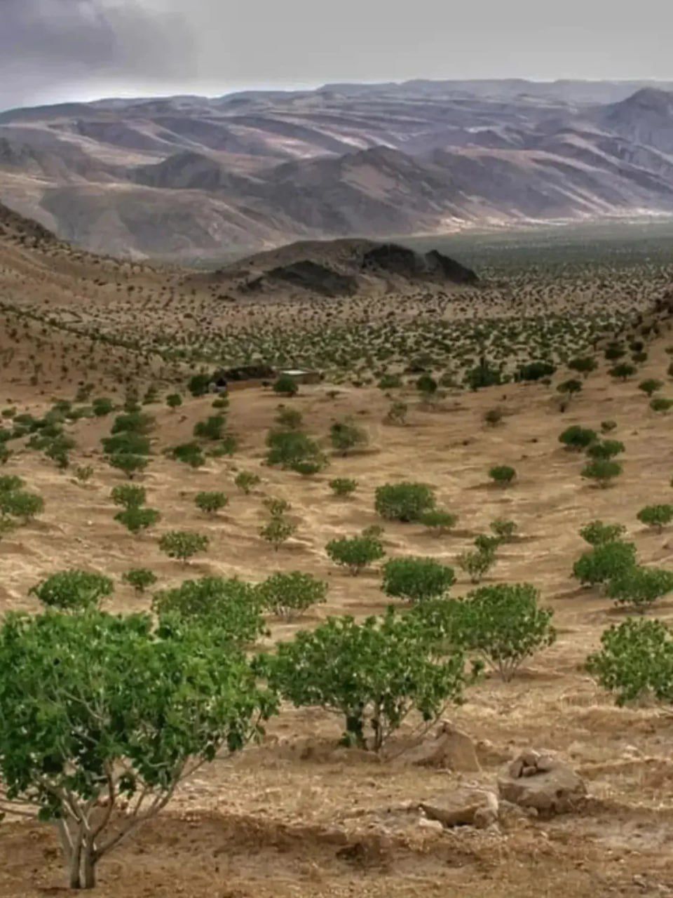 استهبان، بزرگترین انجیرستان دیم جهان
