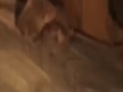 ردپای خرس قهوهای در روستای دلیرچ کهگیلویه و بویراحمد