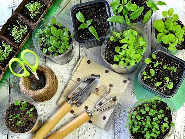 فقط کاشتنِ یه دونه بذر، برای سبز شدنِ یه مزرعه کافیه؟