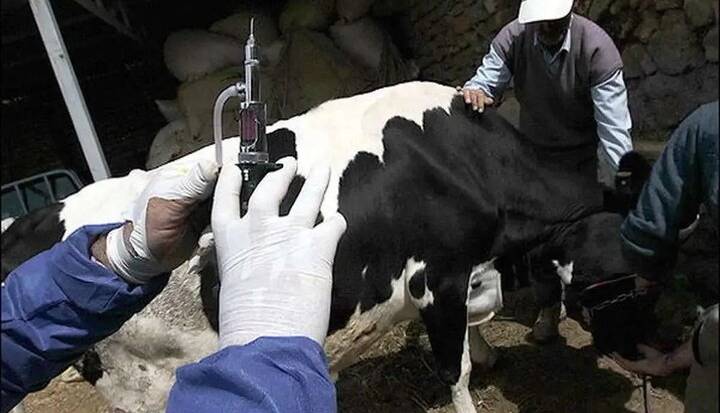 عملیات سراسری واکسیناسیون تب برفکی آغاز شد