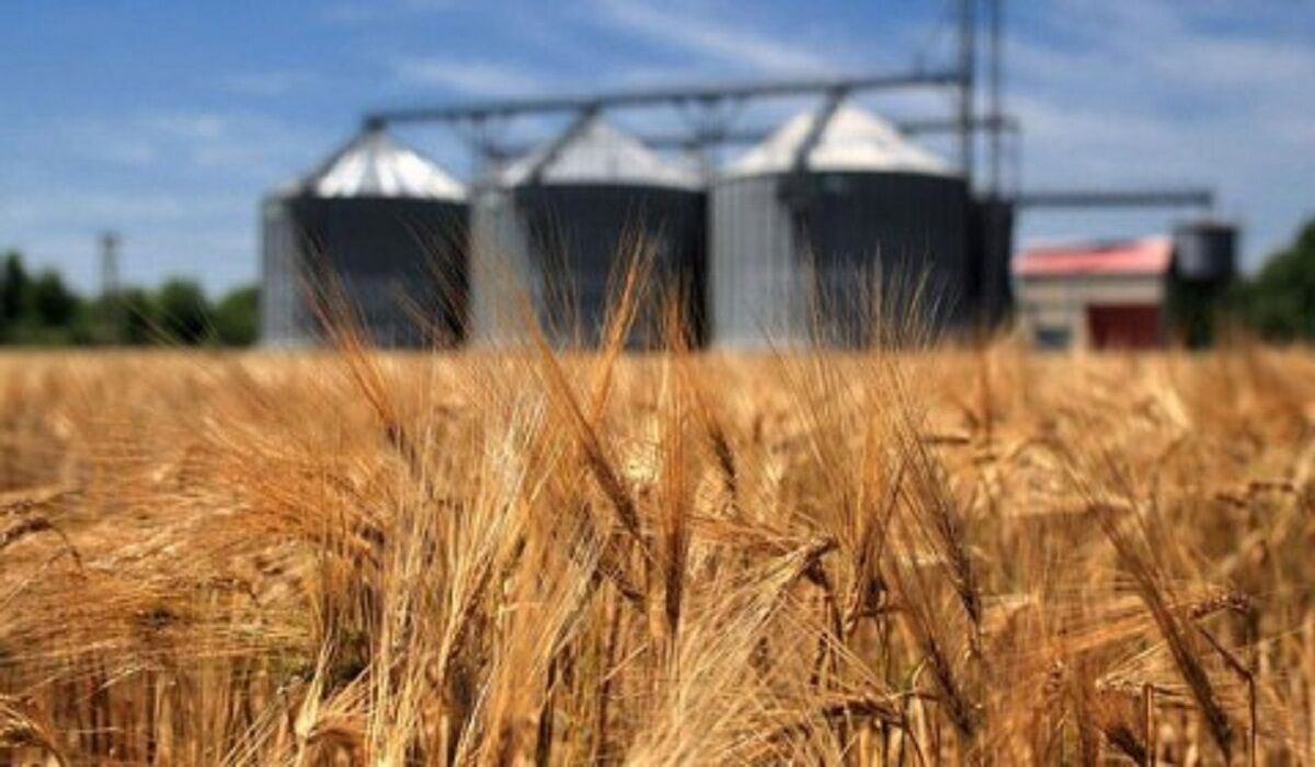 دستهای پشتپرده فساد ۷۰ میلیارد تومانی گندم در ایلام رو شد