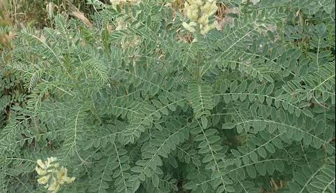 گیاهی تلخ که فواید زیادی دارد