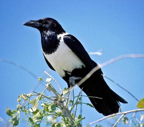 حافظه ترسناک کلاغ