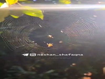 قدرتمندترین تار جهان