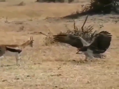 تلاش نافرجام آهوی مادر برای نجات بچه اش