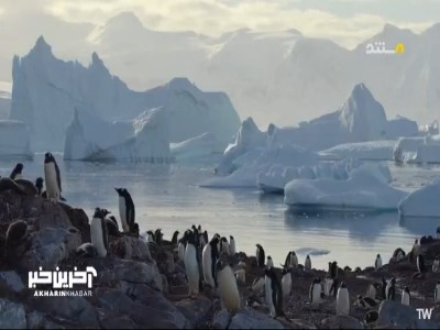 رتبه سوم میان پنگوئن ها از نظر بزرگی به کدام گونه میرسد؟