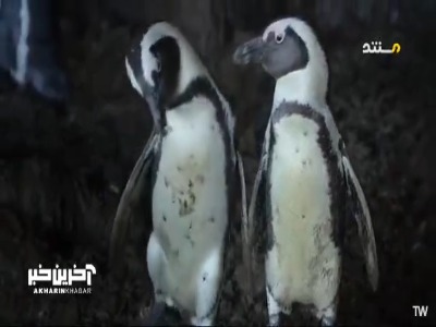 مدرسه زندگی انتظار این جوجه پنگوئن را میکشد!