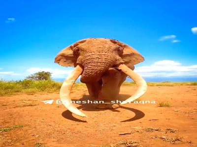 راز نجات فیلها