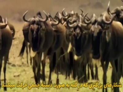چرا شیرها به صورت دسته جمعی شکار میکنند؟